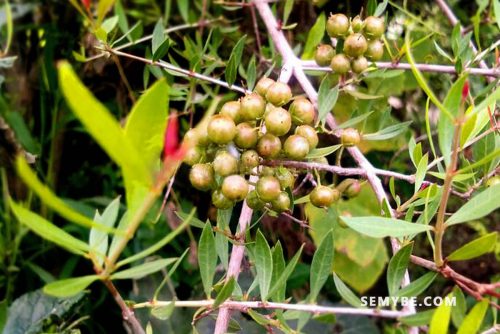 Lawsonia inermis