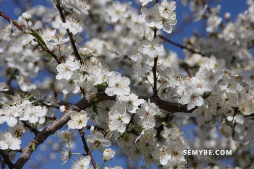 Prunus Cerasus