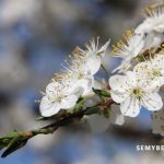 Prunus Cerasus
