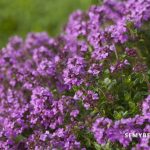 Thymus Vulgaris
