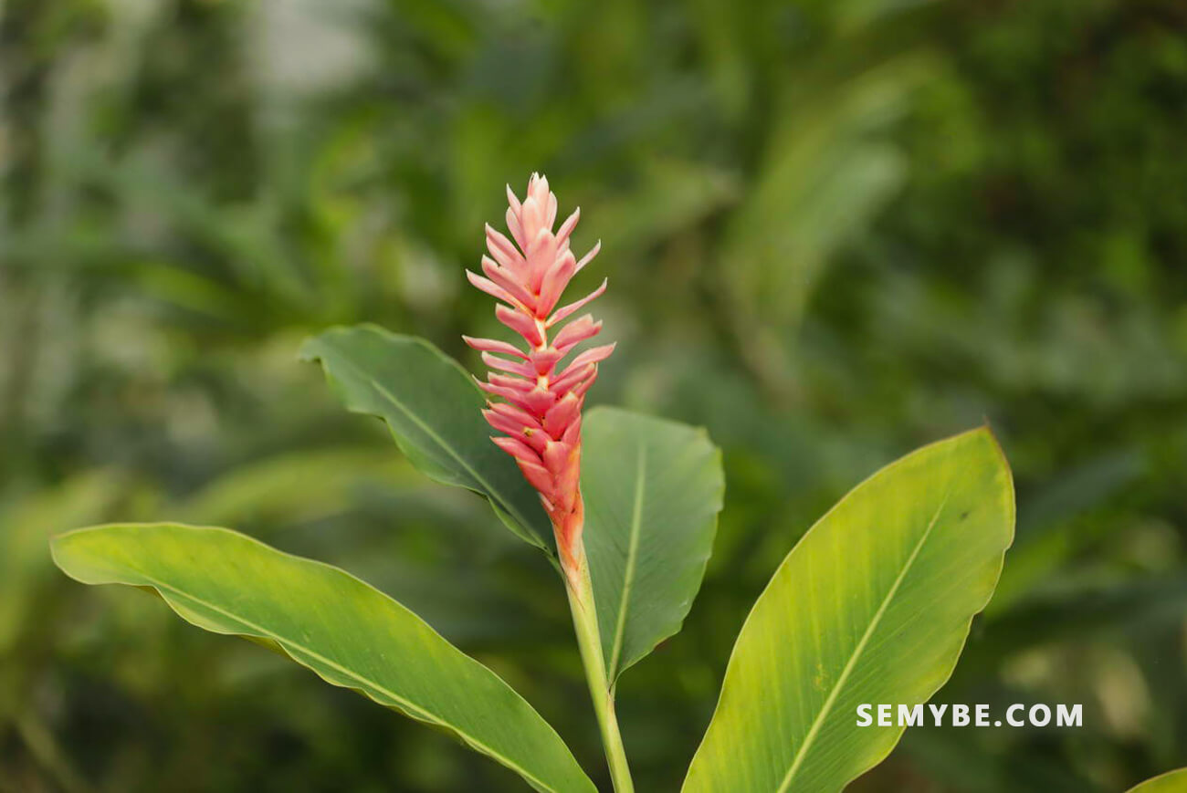 Alpinia Officinarum (Galangal) The beauty of nature