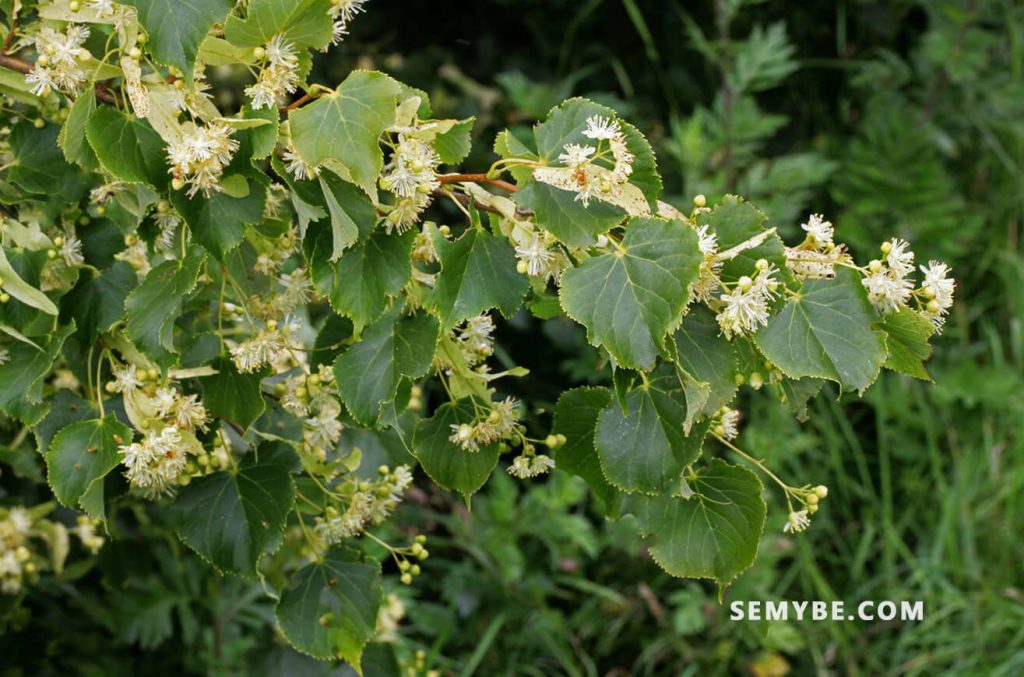 Tilia Vulgaris - The beauty of nature