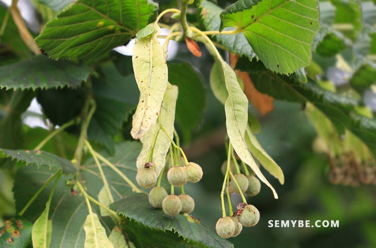 Tilia Vulgaris - The beauty of nature