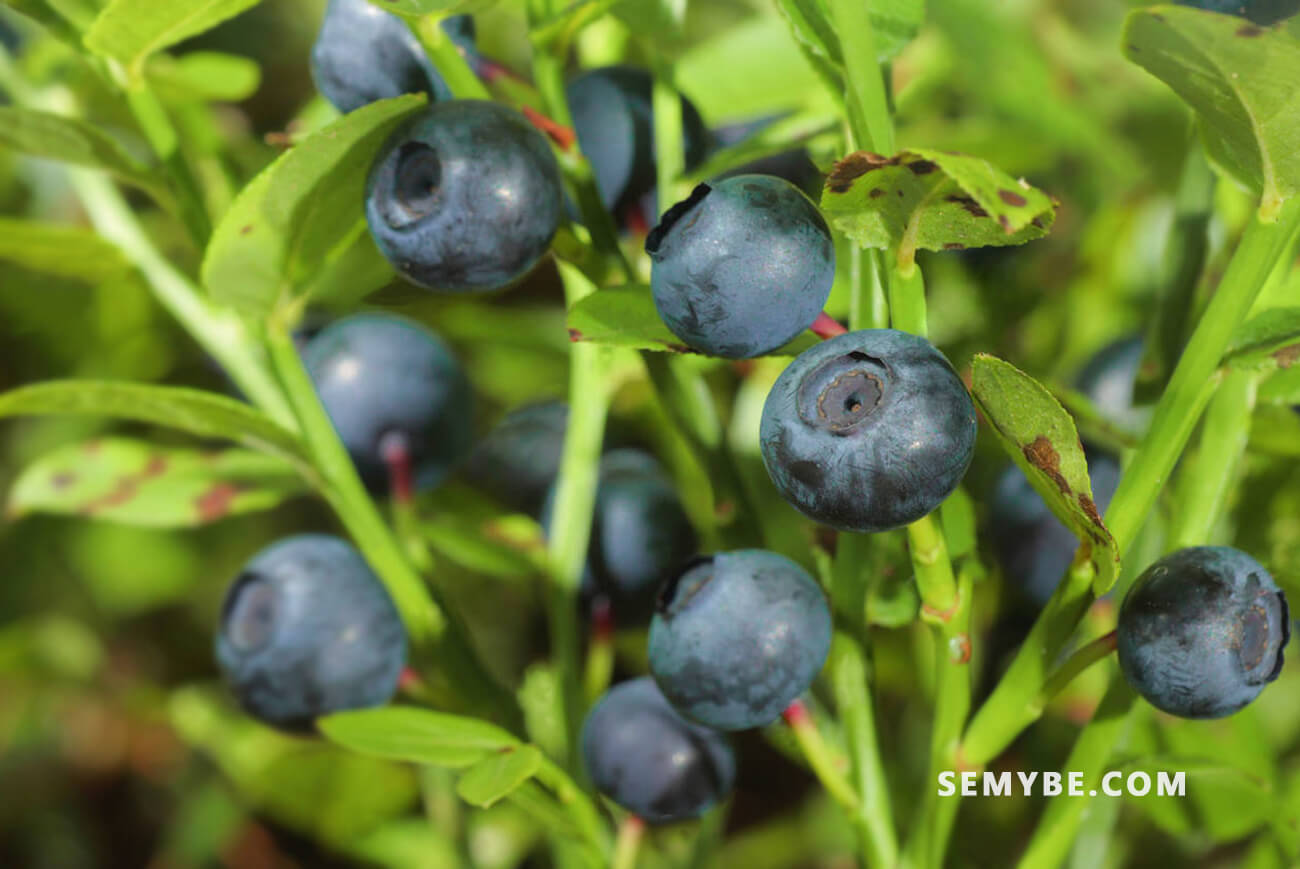 Définition  Myrtille - Vaccinium myrtillus